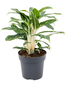 Begonia 'Maculata'