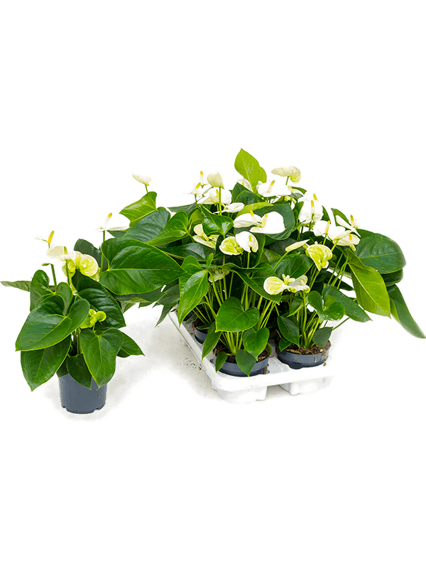Anthurium andraeanum 'Sierra White' 6/tray