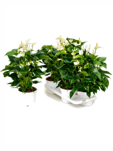Anthurium andraeanum 'White Champion' 4/tray