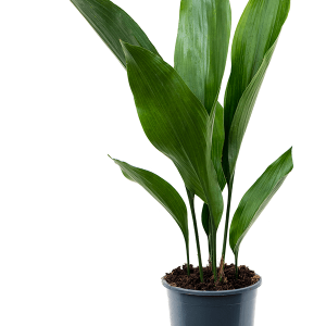 Aspidistra elatior