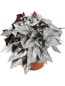 Begonia 'Arctic Breeze' 4/tray