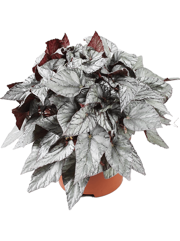 Begonia 'Arctic Breeze' 4/tray