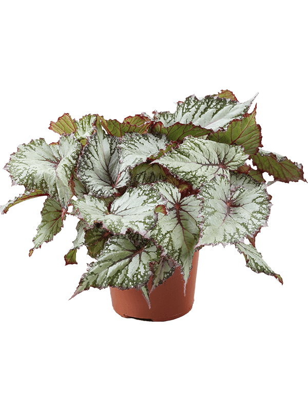 Begonia 'Asian Tundra' 6/tray