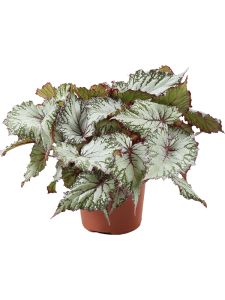 Begonia 'AsianTundra' 4/tray