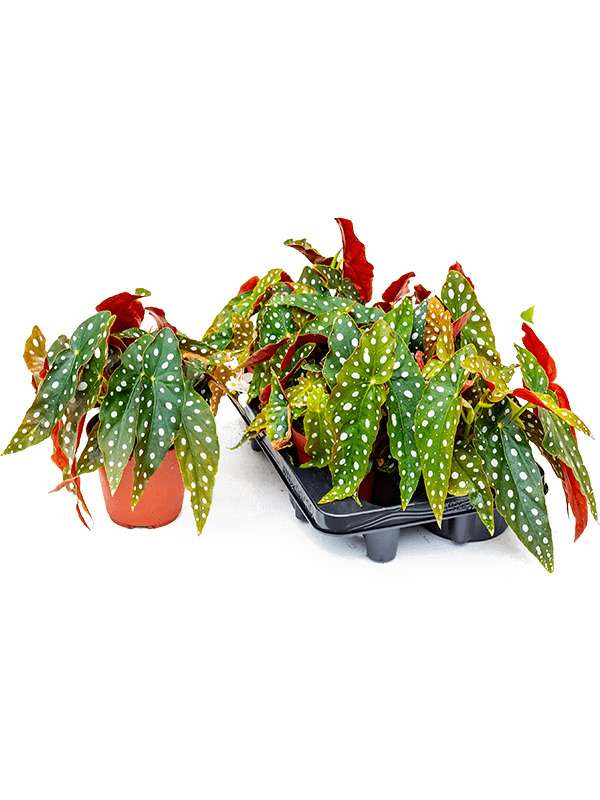 Begonia 'Maculata' 6/tray