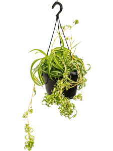 Chlorophytum comosum 'Bonnie'