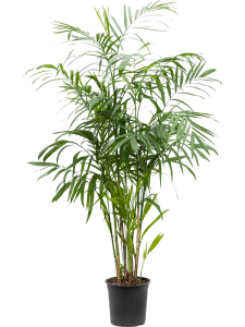 Anthurium elipticum 'Jungle Bush'