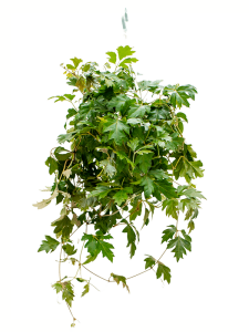 Begonia 'Asian Tundra' 6/tray