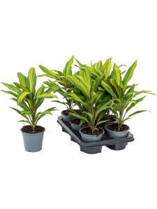 Croton (Codiaeum) variegatum 'Mrs. Iceton'