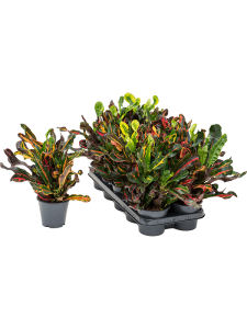 Croton (Codiaeum) variegatum 'Mammi' 10/tray