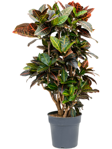 Croton (Codiaeum) variegatum 'Petra'