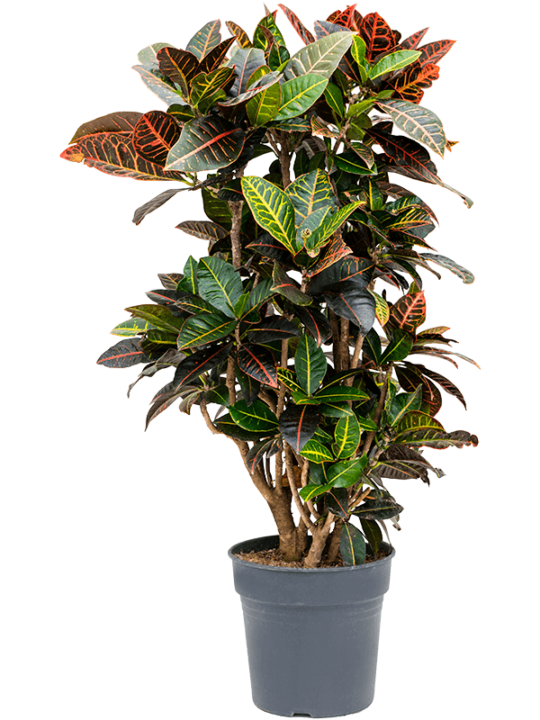 Croton (Codiaeum) variegatum 'Petra'