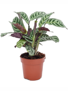 Philodendron stenolobum