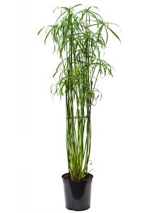 Cyperus alternifolius 'Glaber