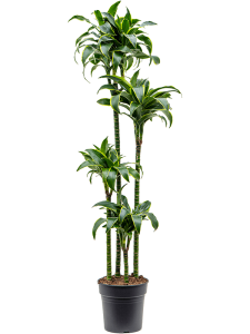 Philodendron 'Red Sun' 6/tray