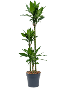 Peperomia angulata 'Rocca Scuro' 6/tray