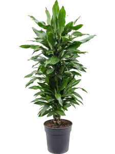 Ficus pumila (repens) 'Green Sunny'