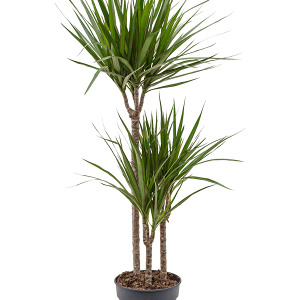 Dracaena marginata