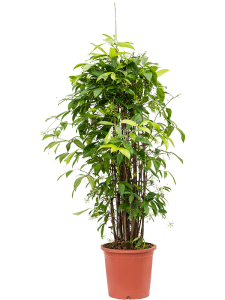 Philodendron bipinnatifidum 'Shangri-La'