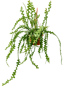 Dypsis (Areca) lutescens