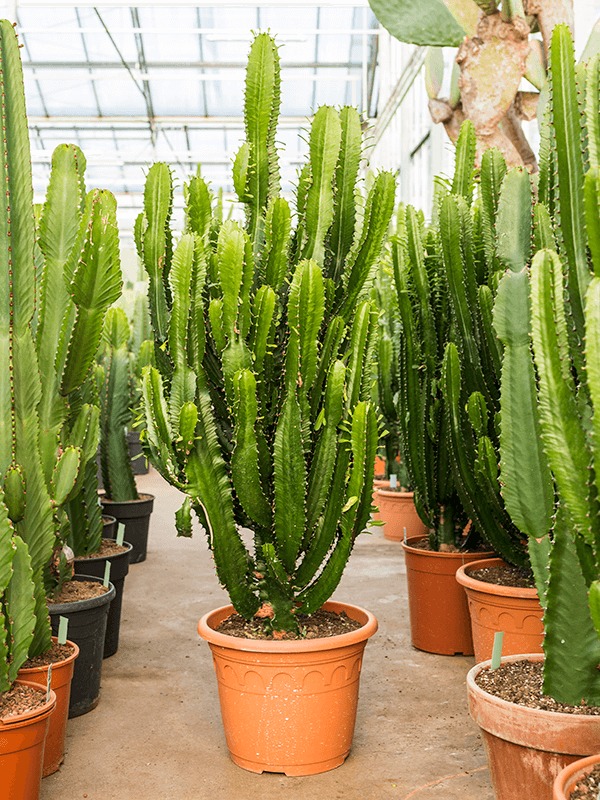 Euphorbia acruensis