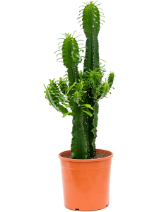 Euphorbia erytrea