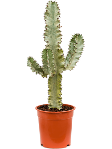 Euphorbia ingens marmorata