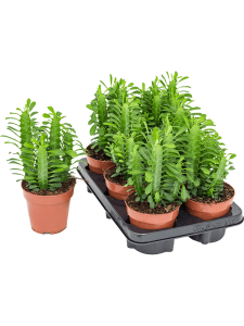 Euphorbia trigona 6/tray