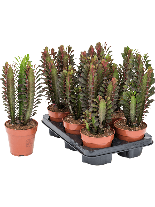 Euphorbia trigona 'Rubra' 6/tray