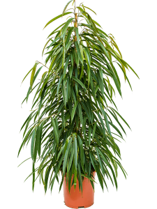Zamioculcas zamiifolia 'Zenzi'