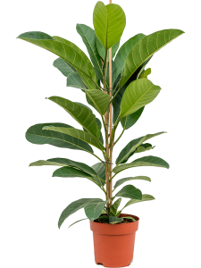 Schefflera arboricola 'Luseana'