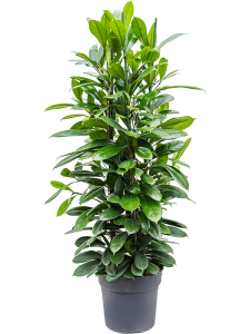 Philodendron 'Florida Green'
