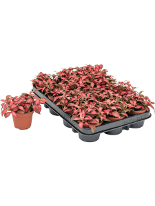 Fittonia 'Forest Flame' 12/tray