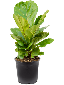 Philodendron 'Guttifero'
