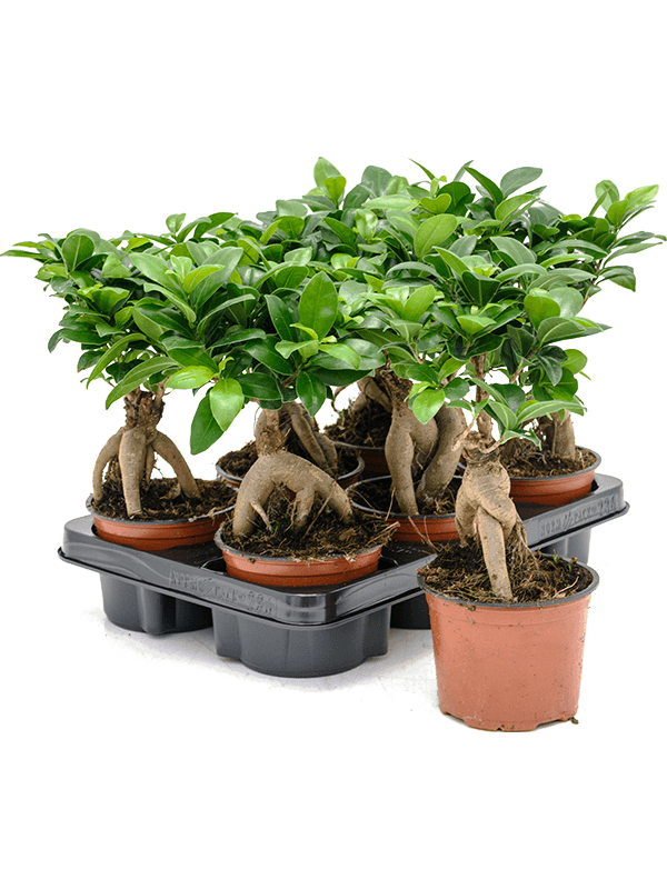 Ficus microcarpa 'Ginseng' 6/tray