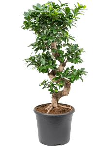 Ficus microcarpa 'Compacta'