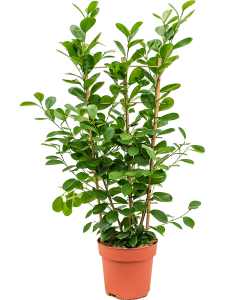 Zamioculcas zamiifolia 6/tray
