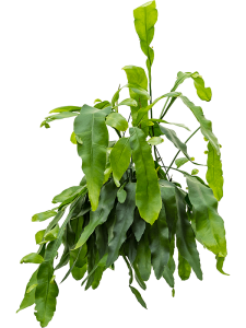 Croton (Codiaeum) variegatum 'Petra' 8/tray