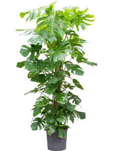 Schefflera arboricola 'Dalton'