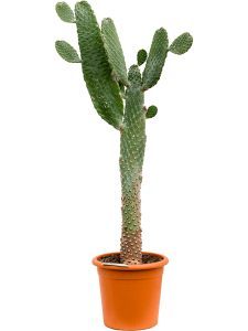 Senecio kleinia 'Neriifolia'