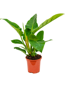 Philodendron `Imperial Green'