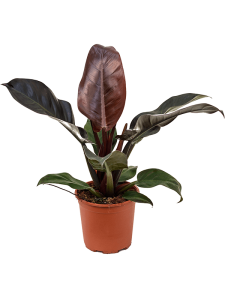 Philodendron `Imperial Red'