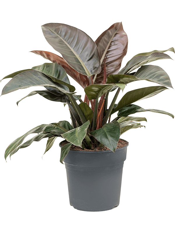 Philodendron `Imperial Red'