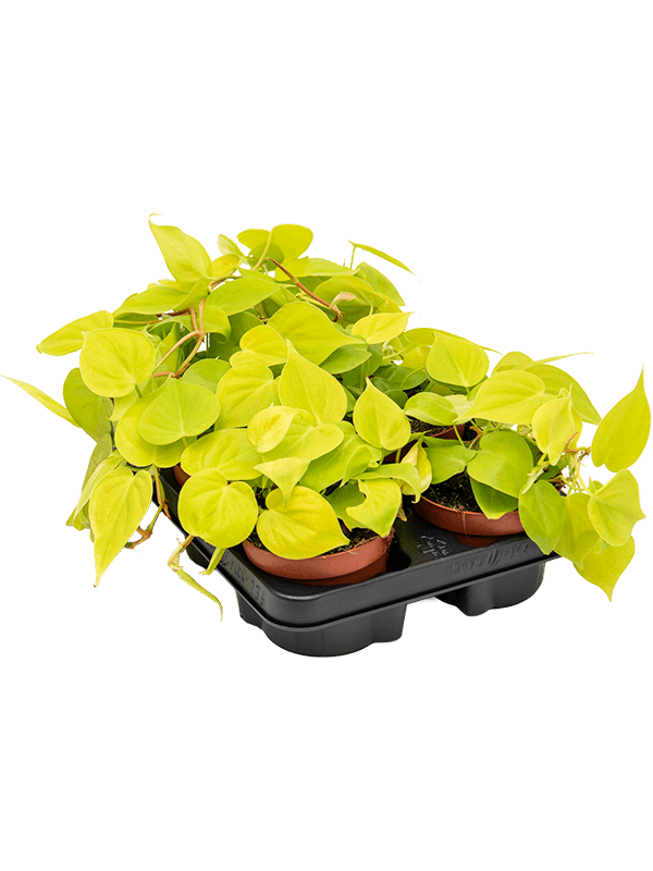 Philodendron micans lime 6/tray