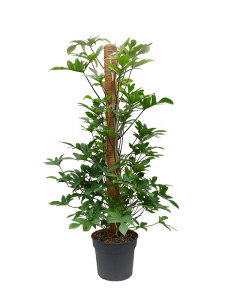 Philodendron pedatum