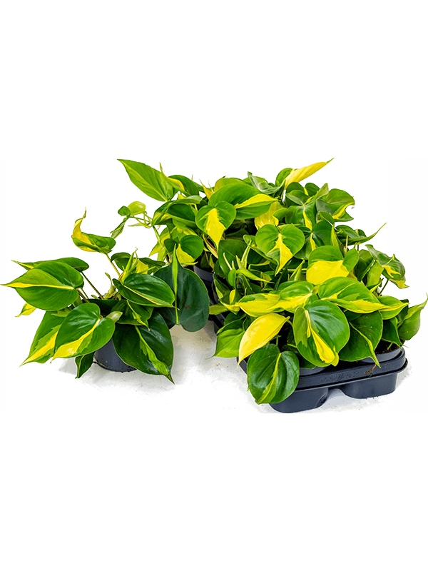 Philodendron scandens 'Brasil' 10/tray