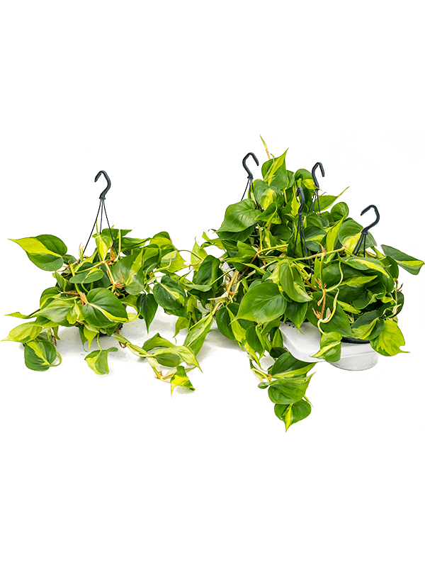 Philodendron scandens 'Brasil' 4/tray