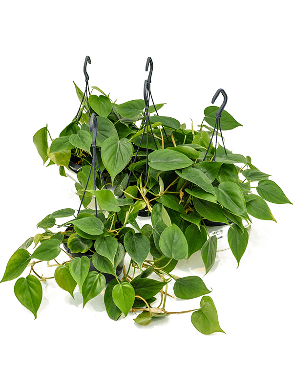 Philodendron scandens 4/tray