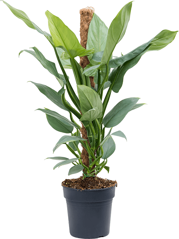 Philodendron 'Silver `Queen'