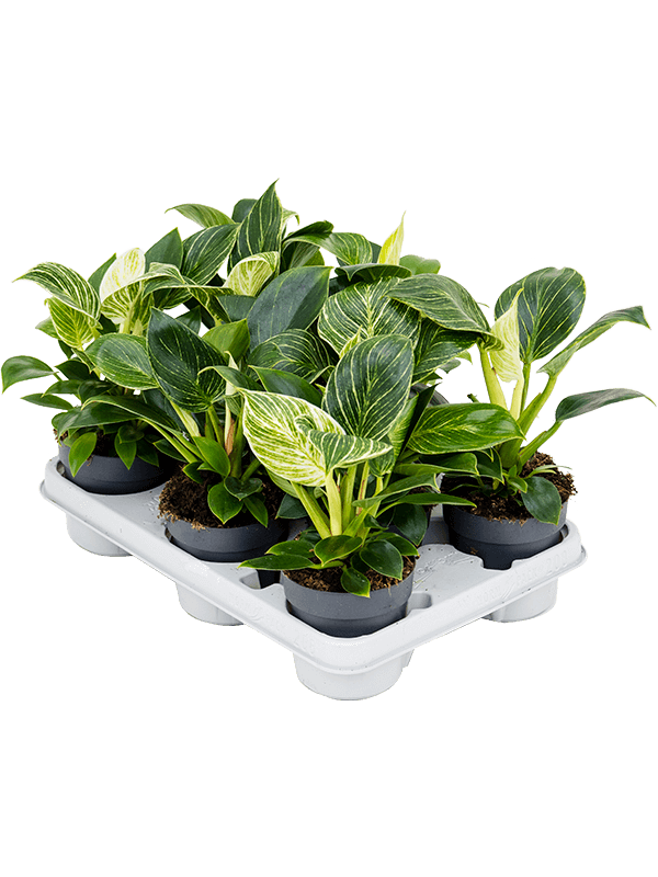 Philodendron 'White Wave' 8/tray